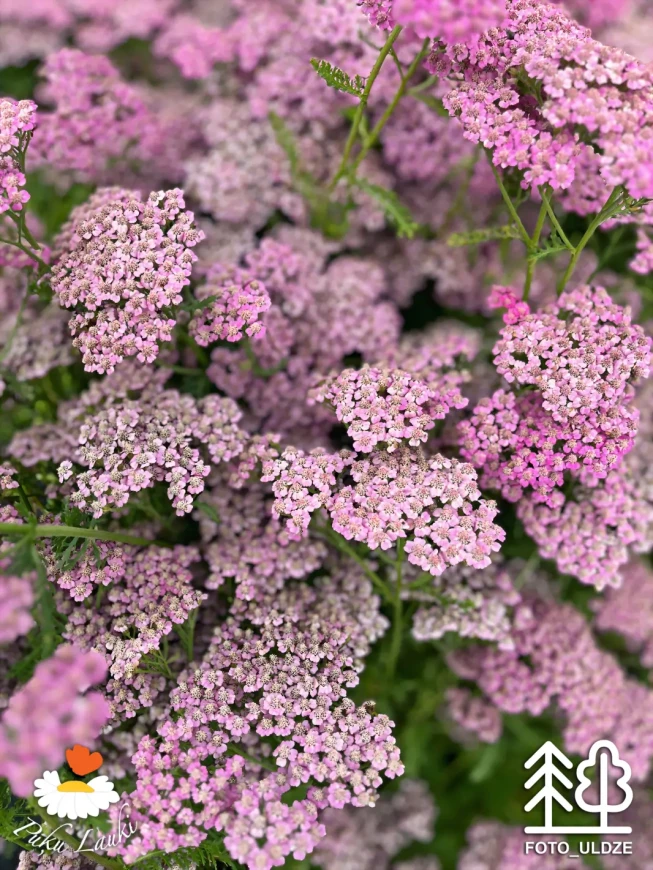 Achillea millefolium   'Pink Grapefruit'